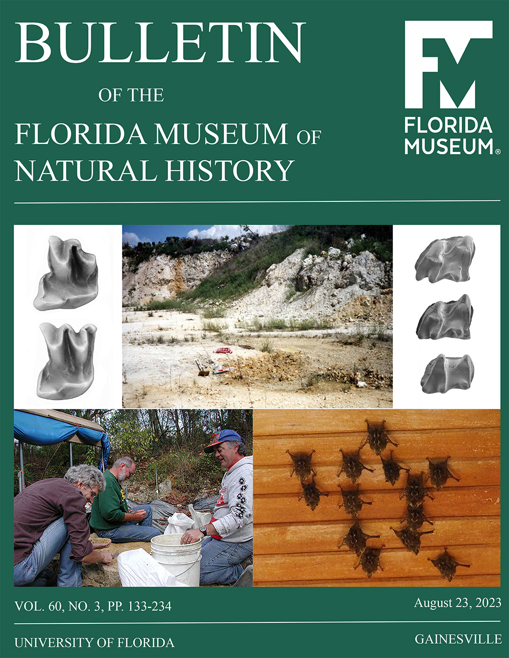 Journal cover with title Bulletin of the Florida Museum of Natural History with five images: Top row, left, upper molars of Oligopteryx floridanus; center, Brooksville 2 Quarry, late Oli- gocene, Hernando County, Florida; right, lower molars of Floridopteryx poyeri. Bottom row, left, Thomas Farm site, early Miocene, Gilchrist County, Florida, left to right, Nicholas Czaplewski, Arthur Poyer, and Gary Morgan; right, Rhynchonycteris naso (proboscis bats) hanging under the eaves of a building in Costa Rica