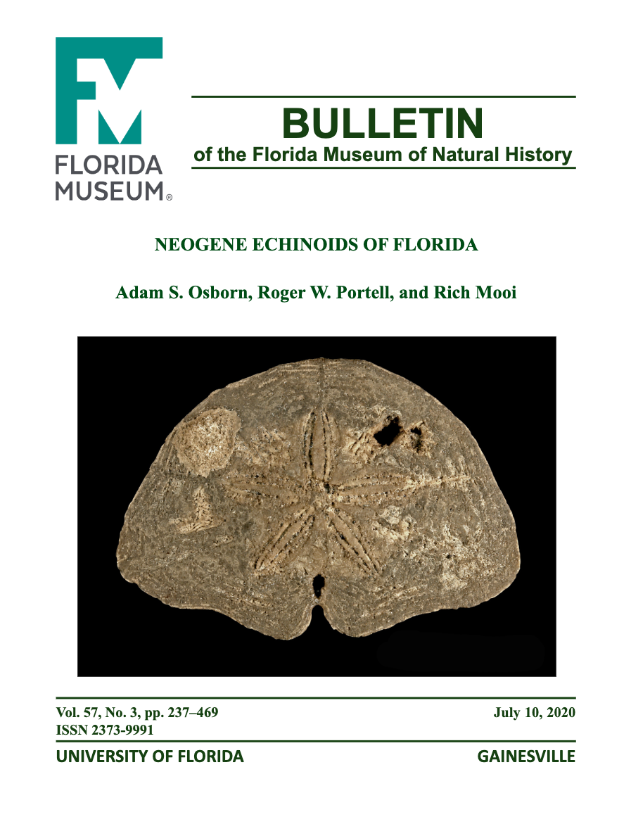 Aboral view of Abertella dengleri 